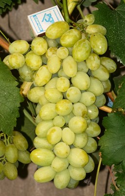 Виноград Вега Запорожская