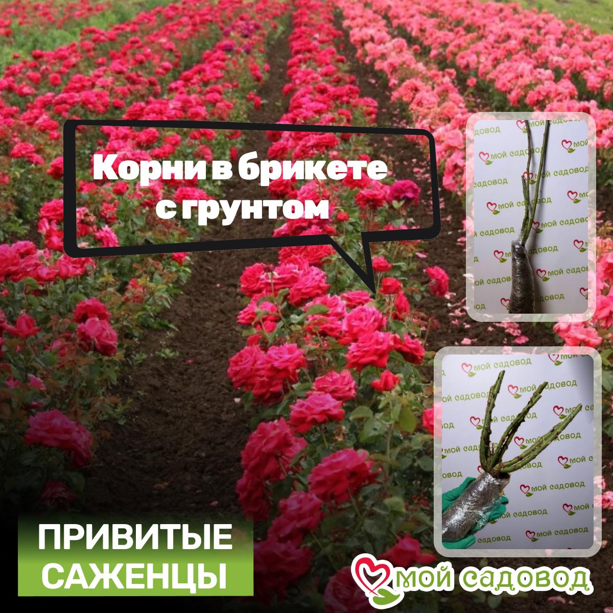 Роза чайно-гибридная Супер Грин