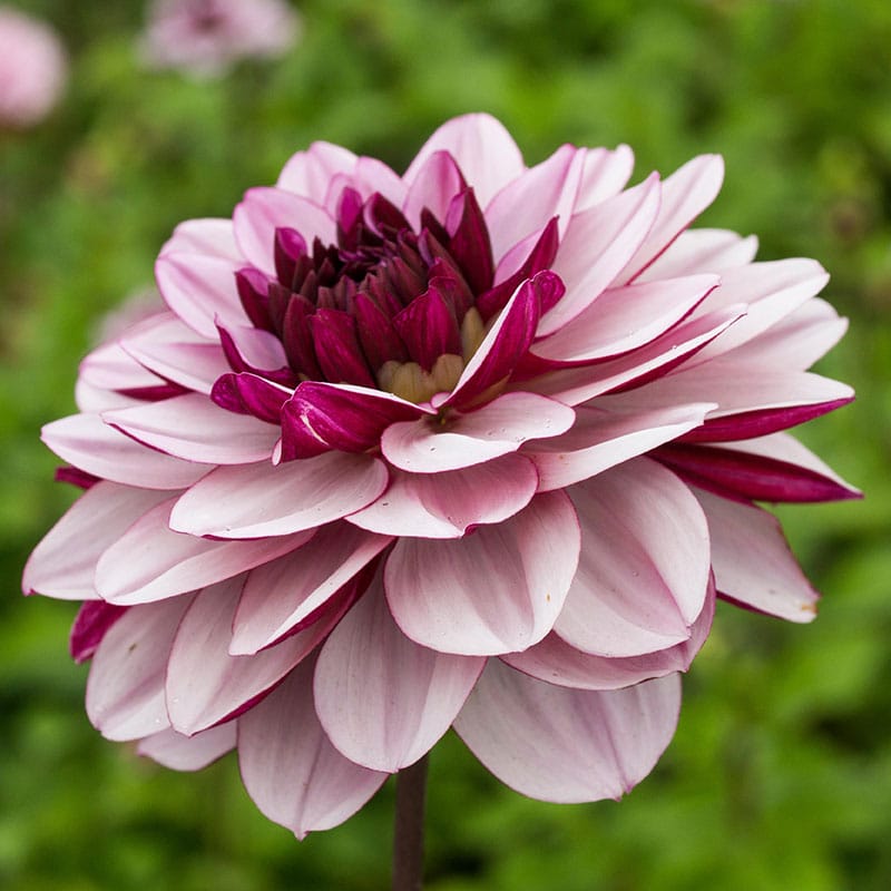 Георгина декоративная Крем де Кассис (CREME DE CASSIS)