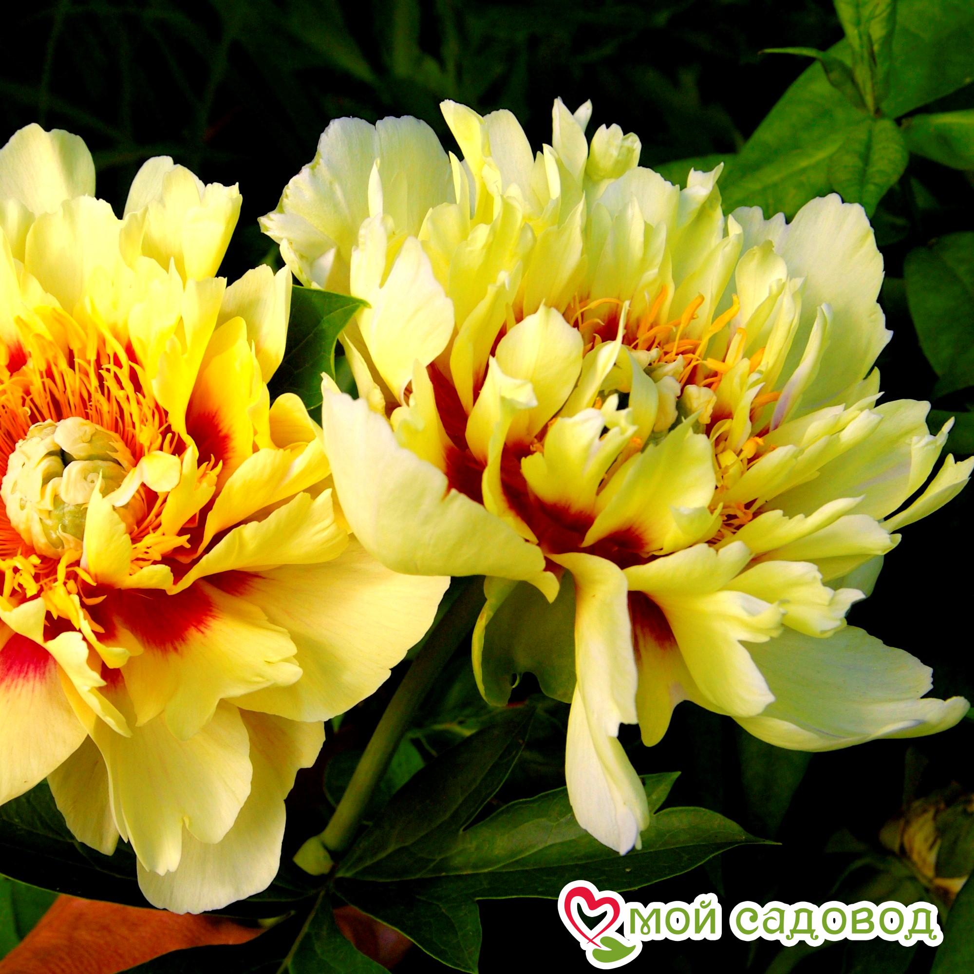 Пион Бордер Чарм