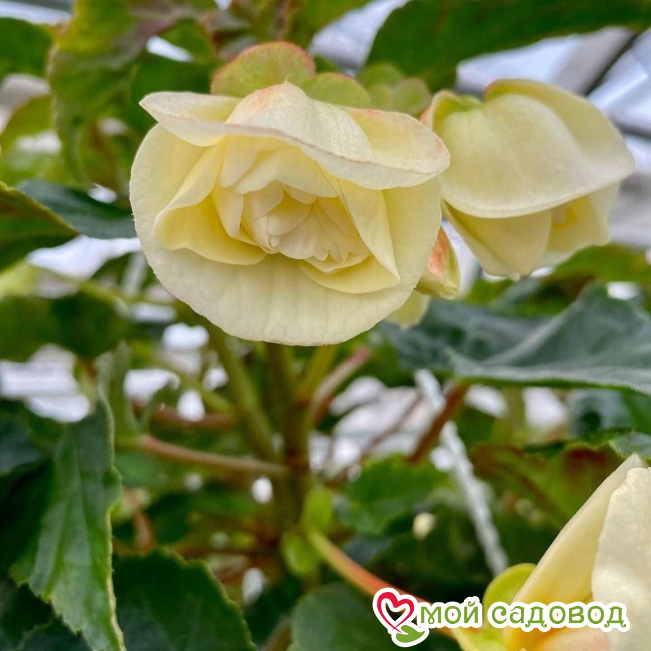 Бегония Беллекония Шардоне