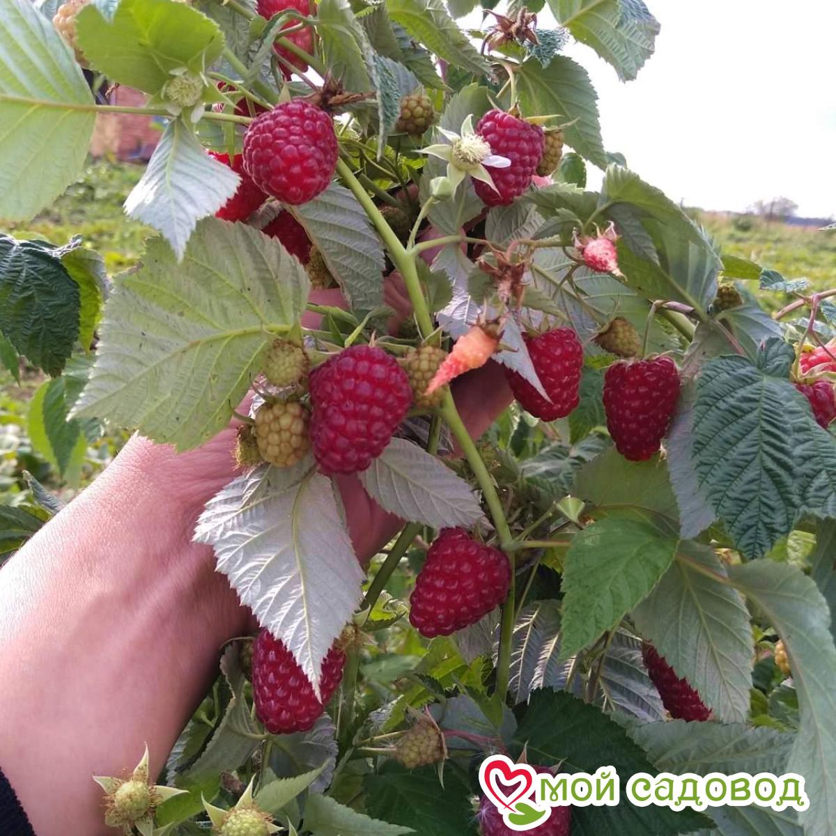 Малина Жозефина